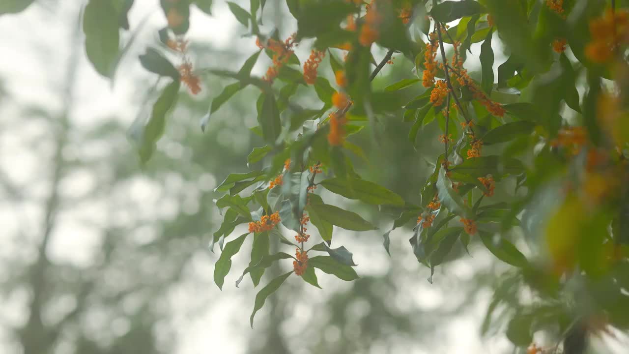 随风轻轻摇摆的金桂花花枝1视频素材