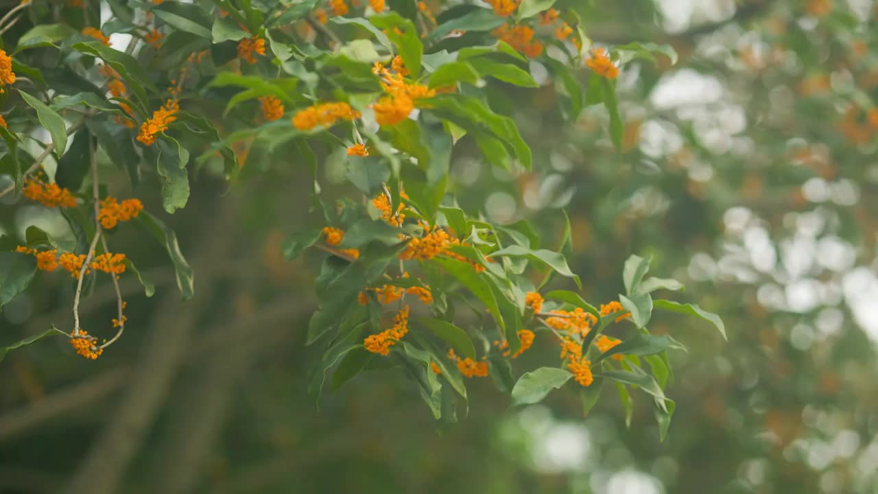 随风轻轻摇摆的金桂花花枝视频素材