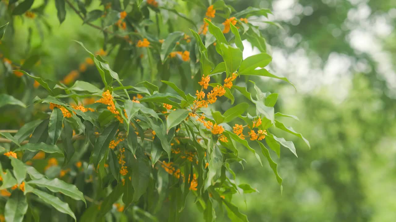 金桂桂花的花枝视频素材