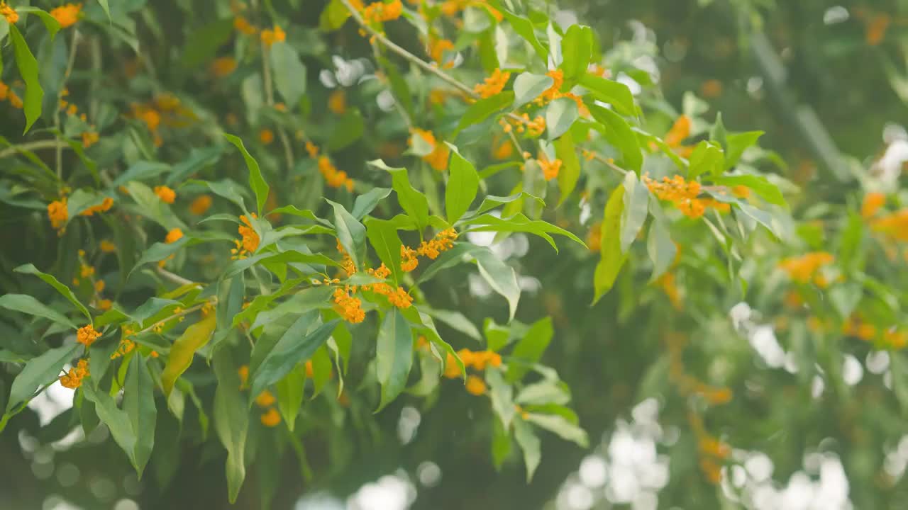 阳光下金桂桂花的花枝1视频素材