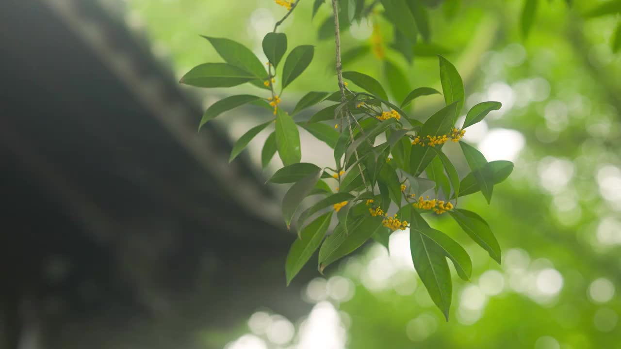 古建筑旁边垂下的桂花花枝视频素材