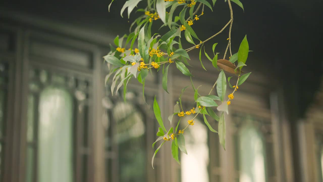 古风窗边垂下的桂花花枝视频素材