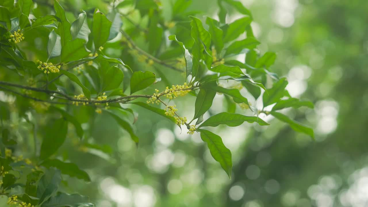 桂花花枝的美感1视频素材