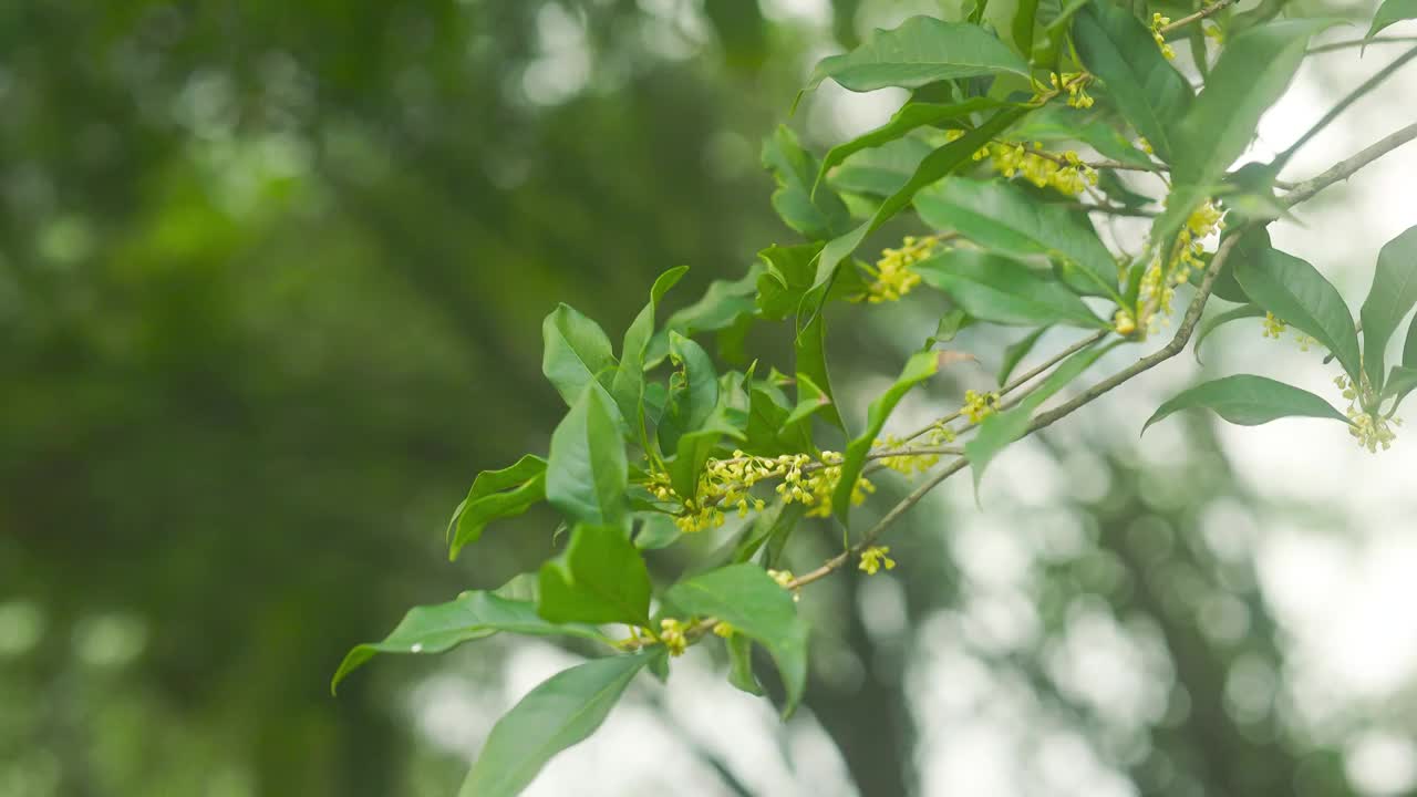 桂花花枝的美感视频素材