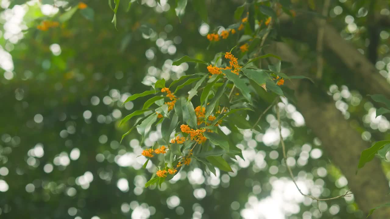 被风吹拂的桂花花枝美感视频素材