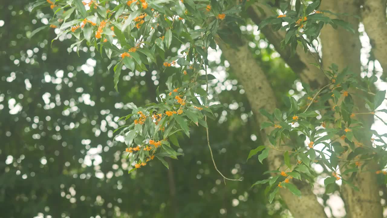 阳光照耀下的桂花树1视频素材