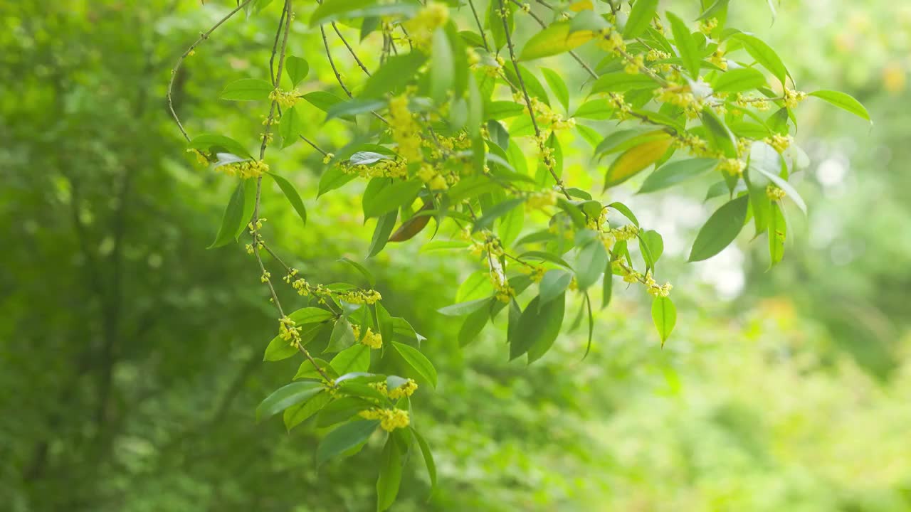 自然光下的桂花花枝1视频素材