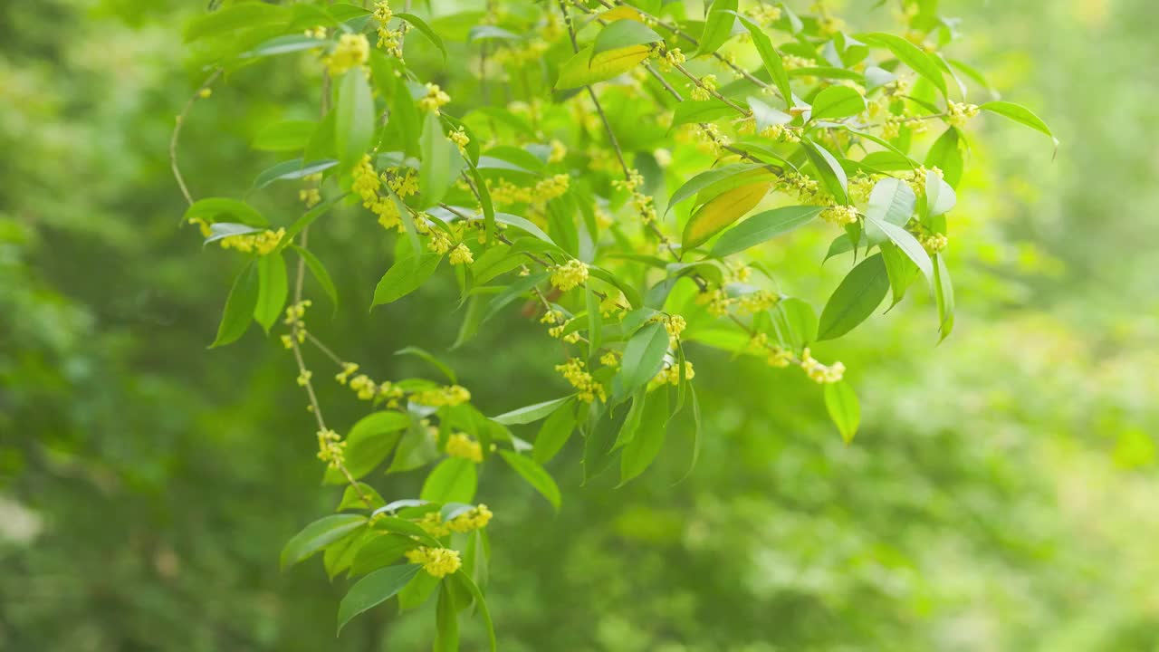 自然光下的桂花花枝视频素材