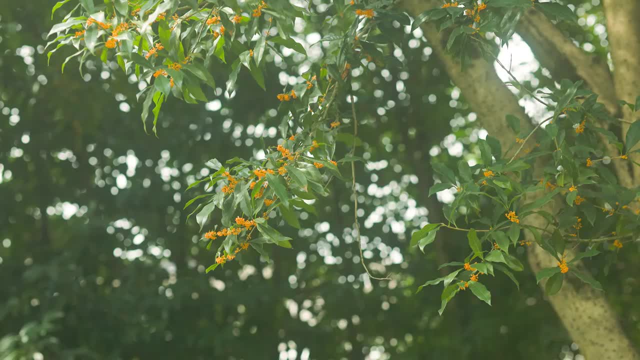 阳光下的桂花树树干枝叶花朵视频素材