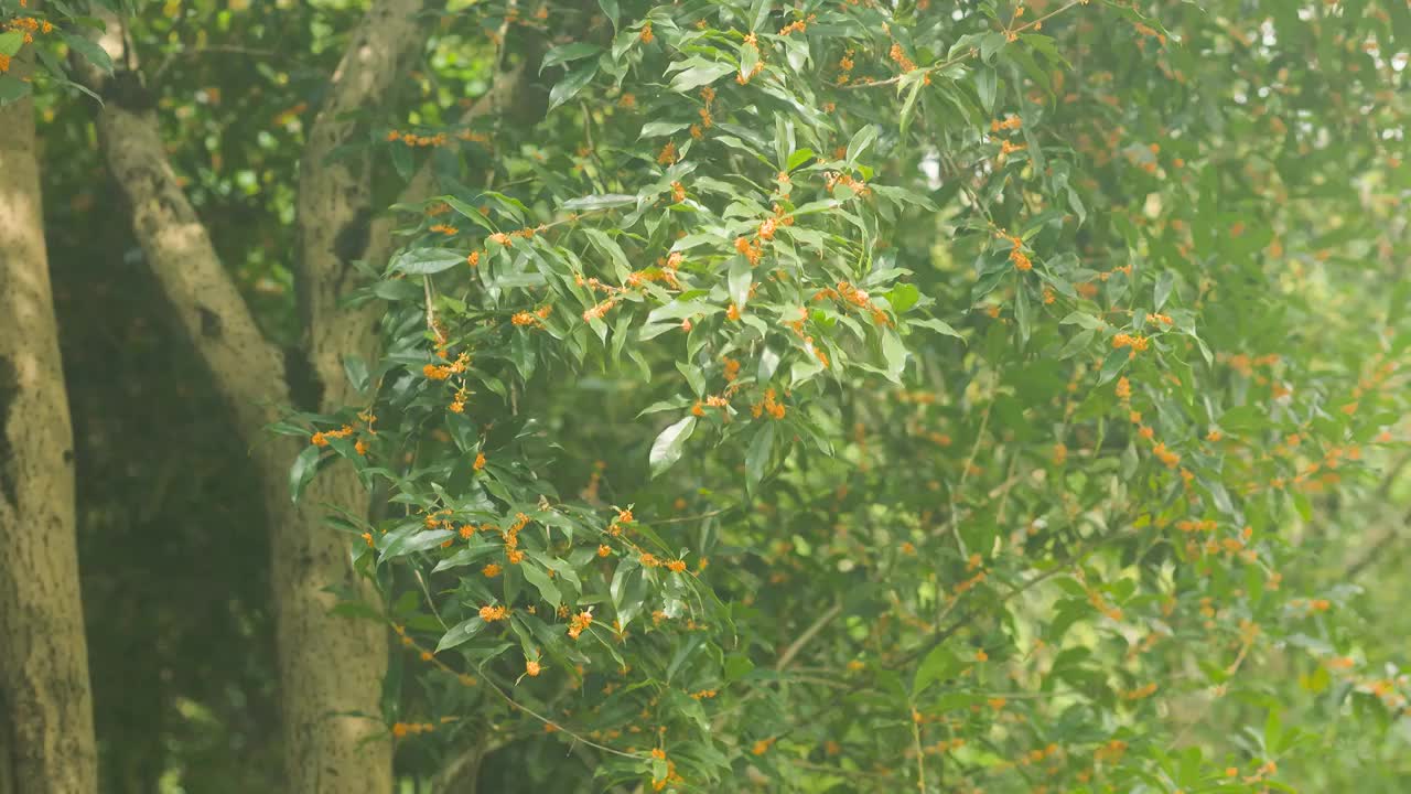 阳光照耀下的桂花树视频素材