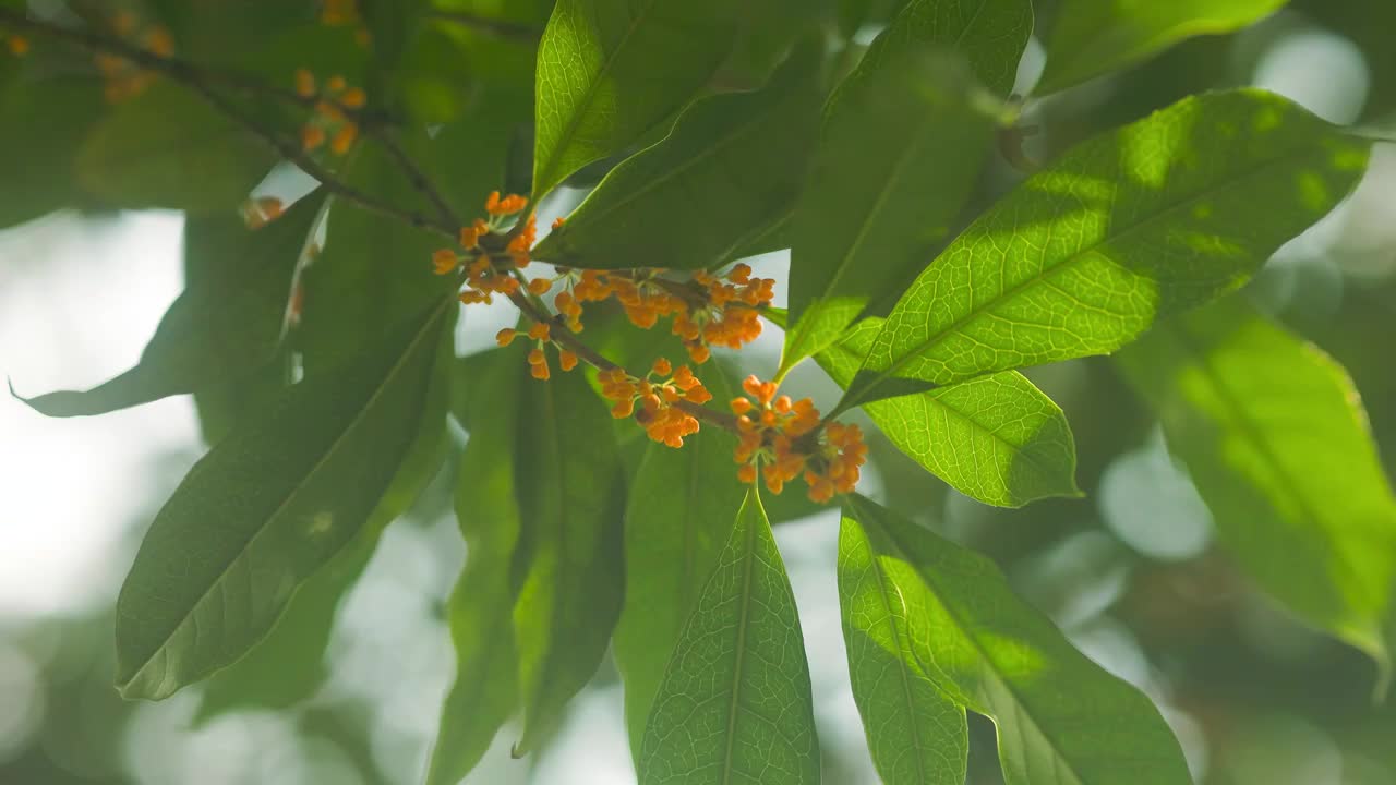 阳光下桂花的花枝视频素材