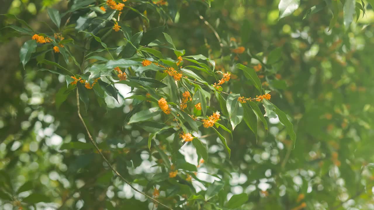 阳光下的桂花花枝视频素材