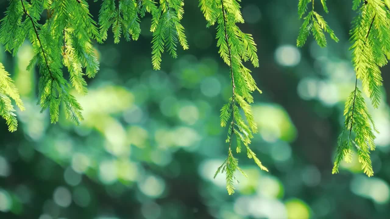 湖边落羽杉枝条绿油油大自然清新自然负离子氧吧空气生态绿色景观青翠欲滴枝条在阳光下更加迷人诗意浪漫气息视频购买