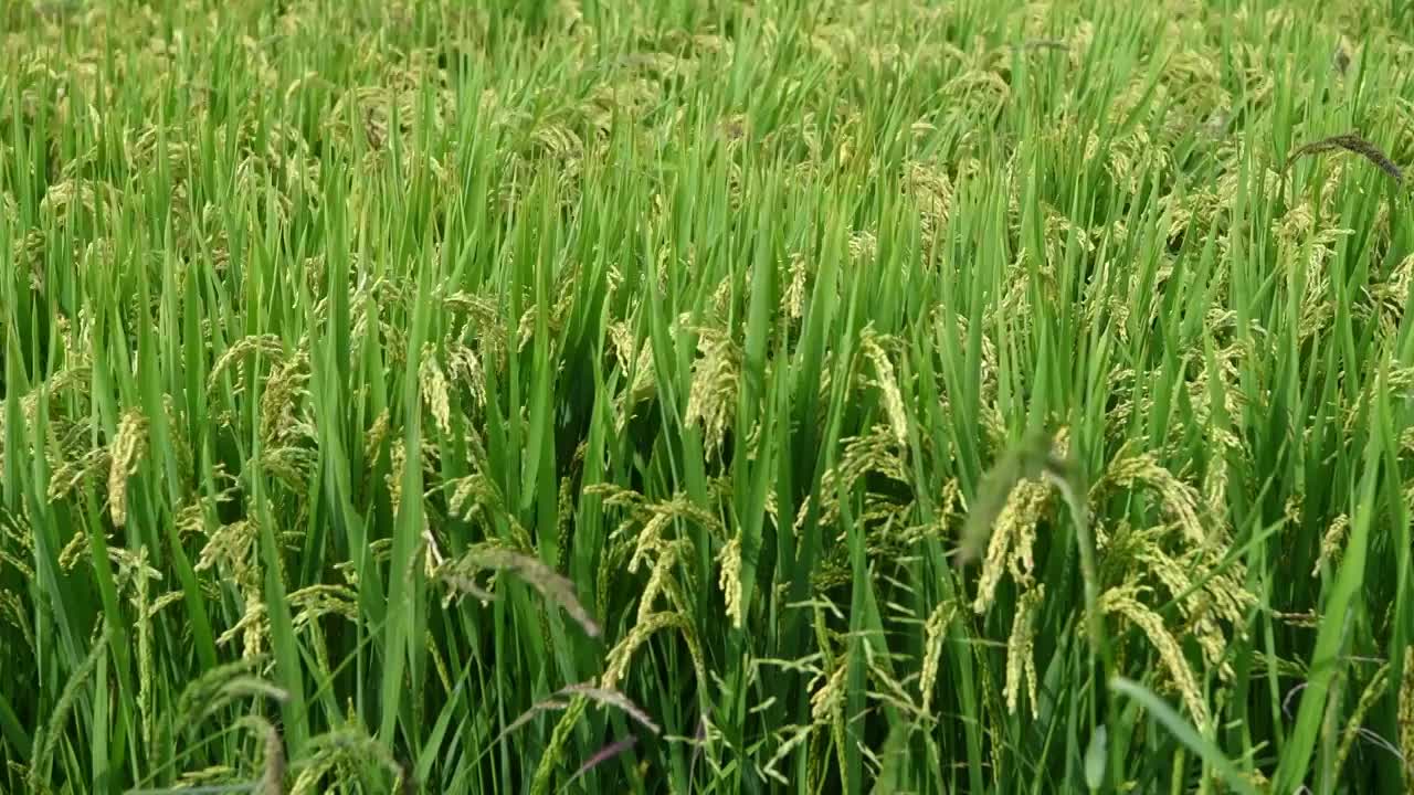 成熟的水稻风中摇曳特写视频素材