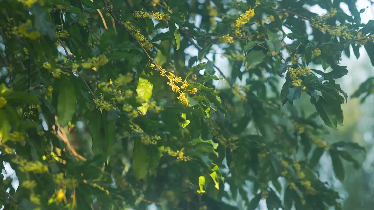 阳光透过桂花树叶照耀着枝条上的桂花视频素材