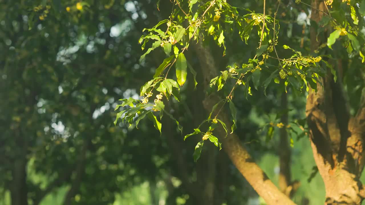 阳光照射下的桂花树视频素材