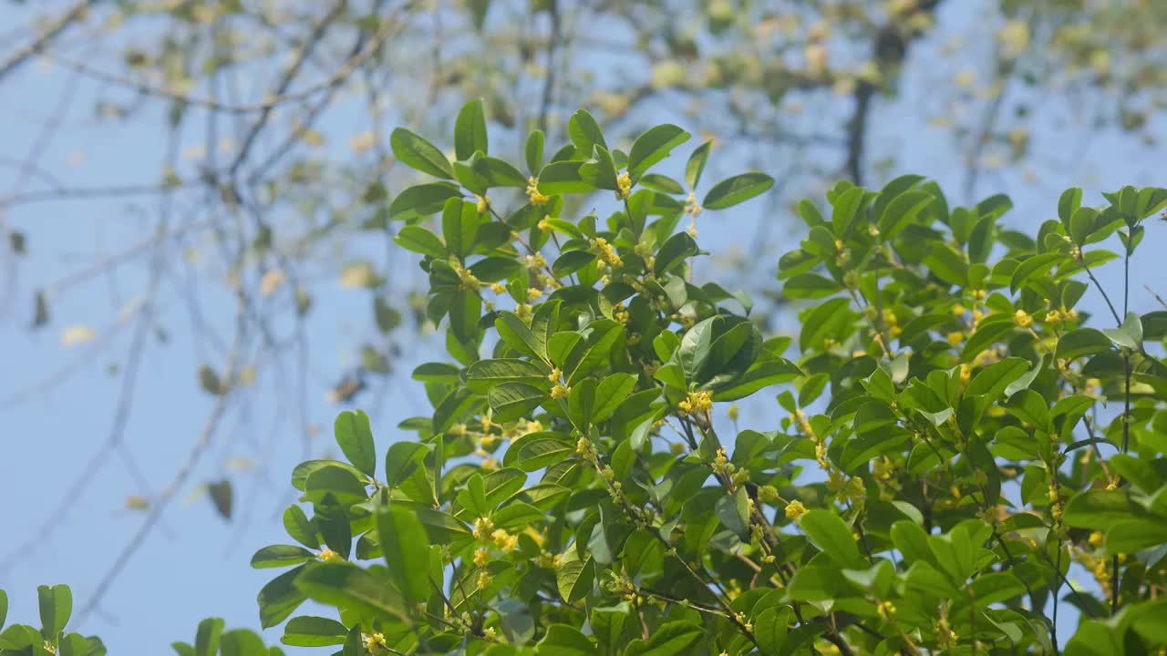 仰视角观看蓝天树枝下的桂花花枝1视频素材