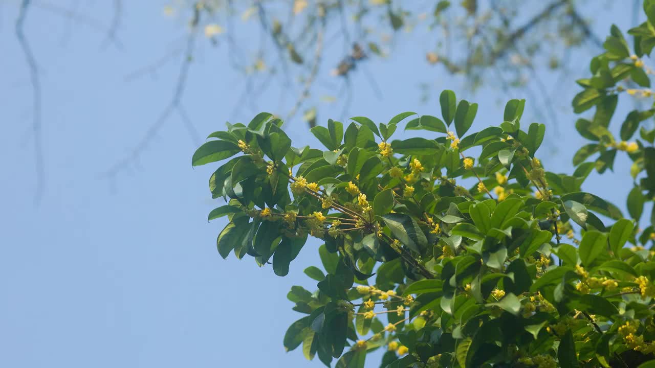 仰视角观察蓝天树枝下的桂花花枝视频素材