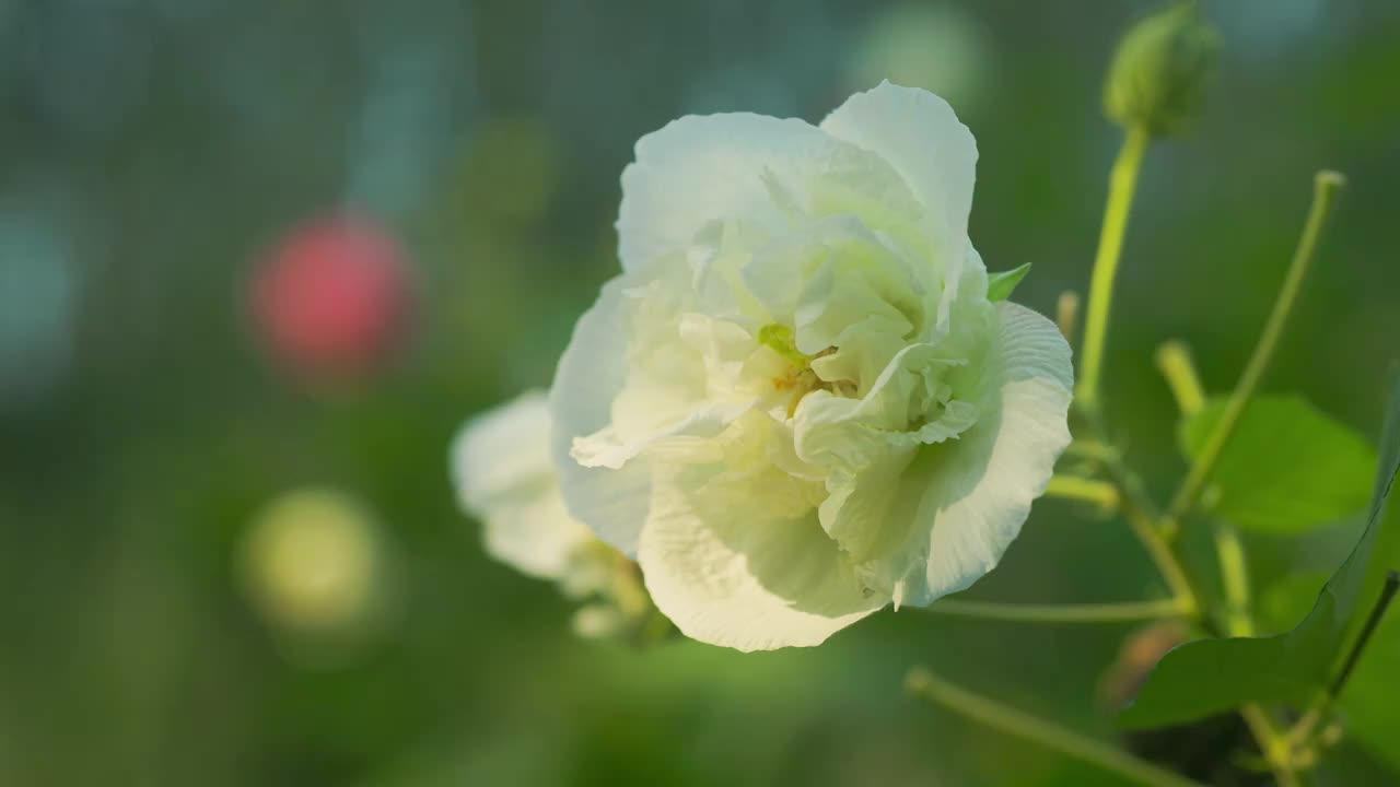 阳光照射着白色木芙蓉花朵视频素材