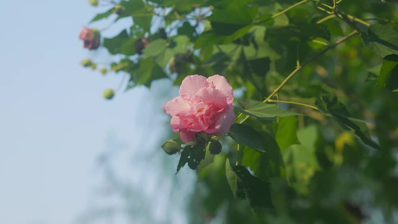 阳光沐浴下的木芙蓉花枝视频素材