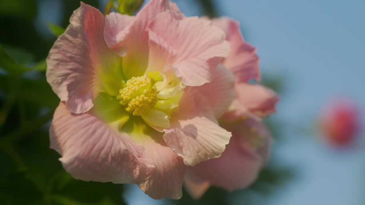 木芙蓉花特写视频素材