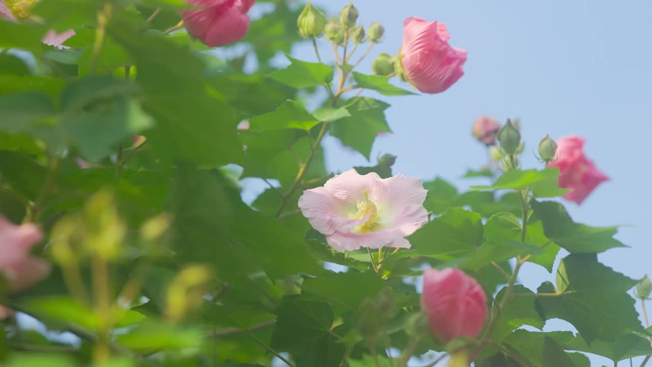 阳光下的木芙蓉视频素材