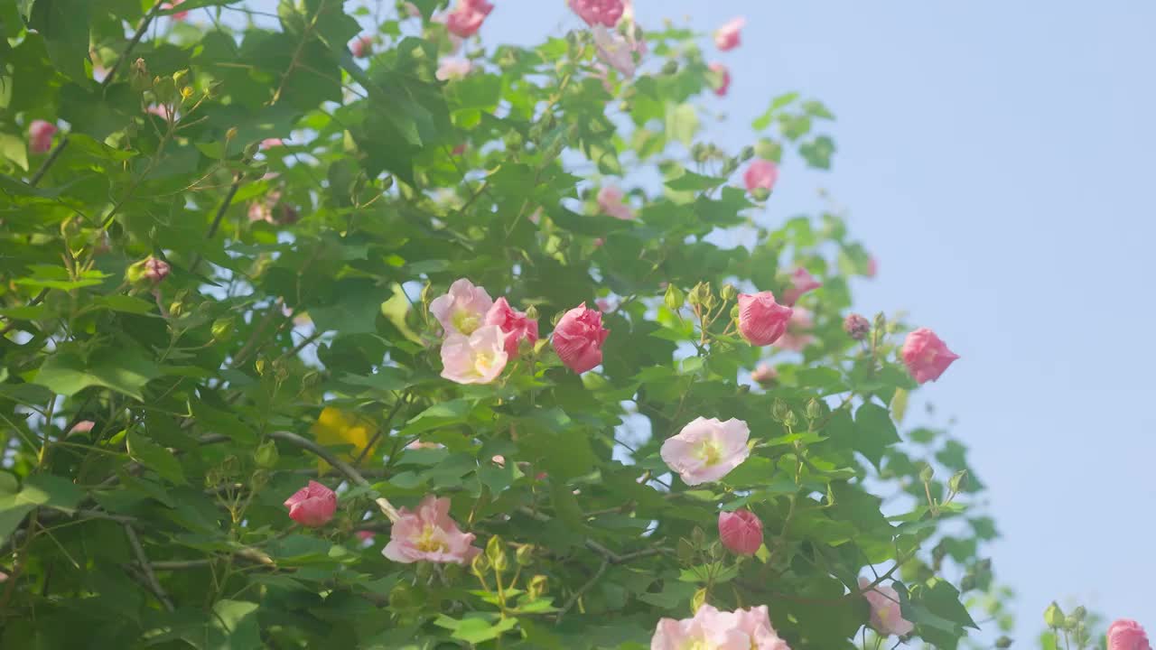 晴空下的木芙蓉花簇1视频素材