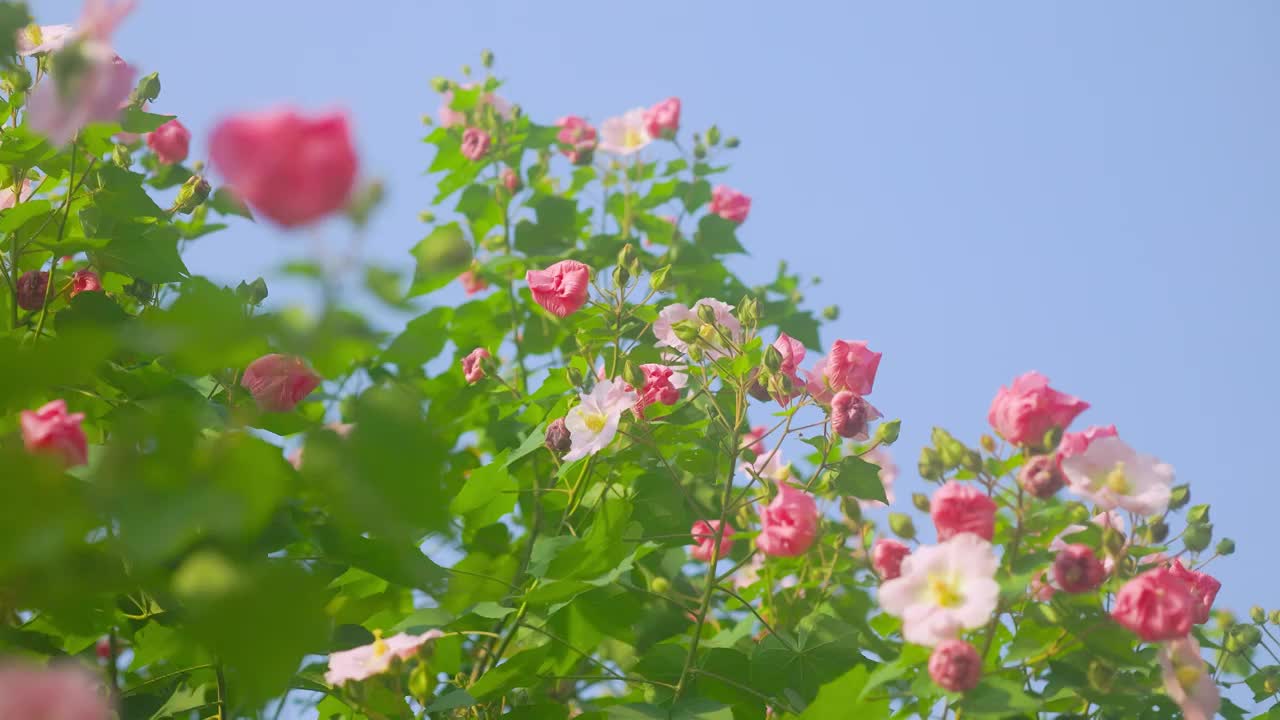 晴空下的木芙蓉花簇视频素材