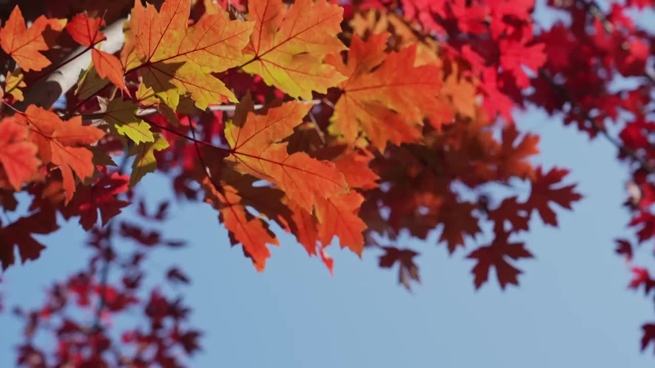 秋天红叶霜降枫叶林立秋秋分重阳节，自然风景天空背景视频素材