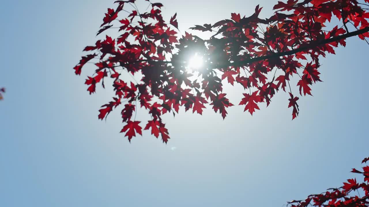 秋天红叶霜降枫叶林立秋秋分重阳节，自然风景天空背景视频素材