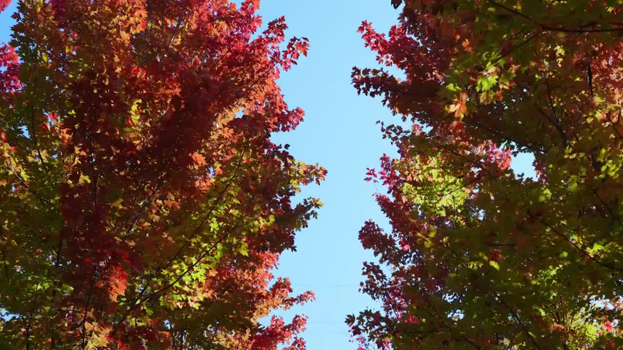 秋天红叶霜降枫叶林立秋秋分重阳节，自然风景天空背景视频素材