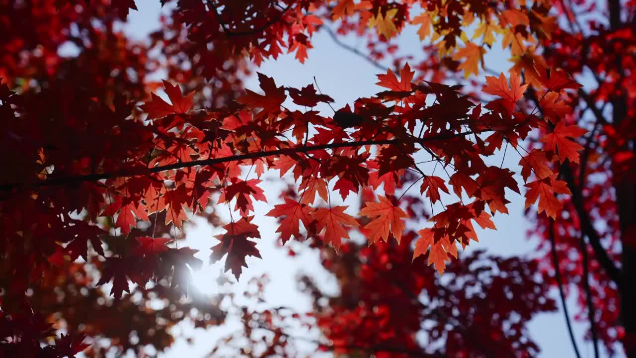 秋天红叶霜降枫叶林立秋秋分重阳节，自然风景天空背景视频素材