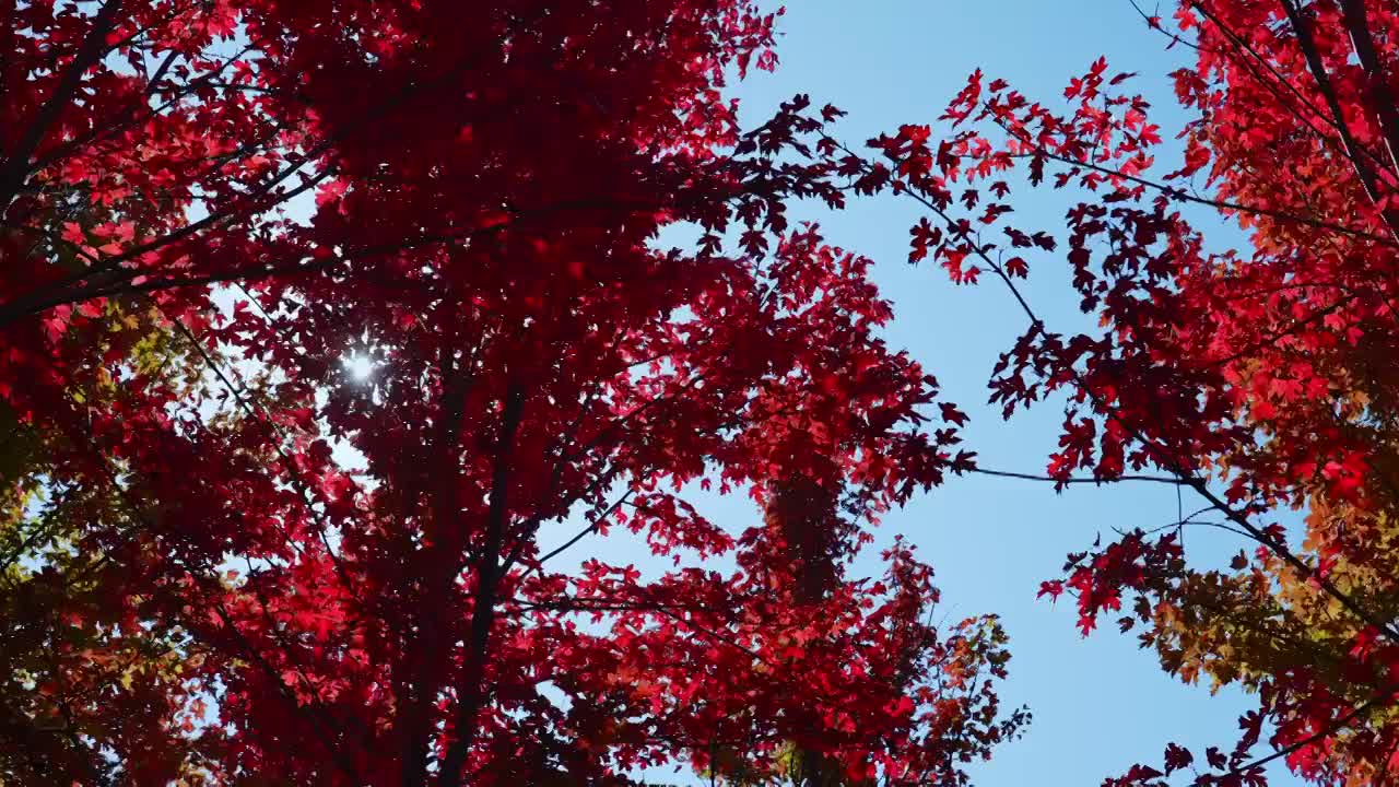 秋天红叶霜降枫叶林立秋秋分重阳节，自然风景天空背景视频素材