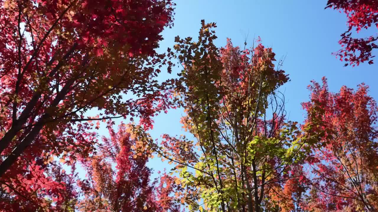 秋天红叶霜降枫叶林立秋秋分重阳节，自然风景天空背景视频素材