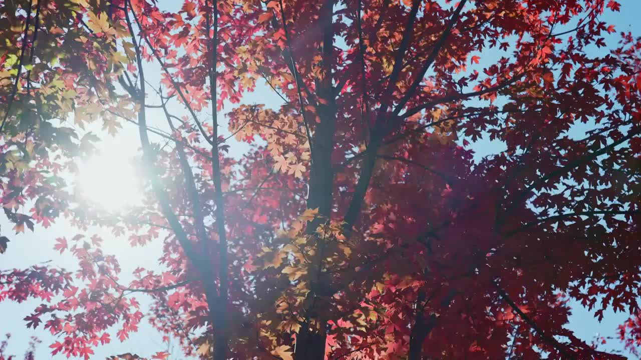 秋天红叶霜降枫叶林立秋秋分重阳节，自然风景天空背景视频素材