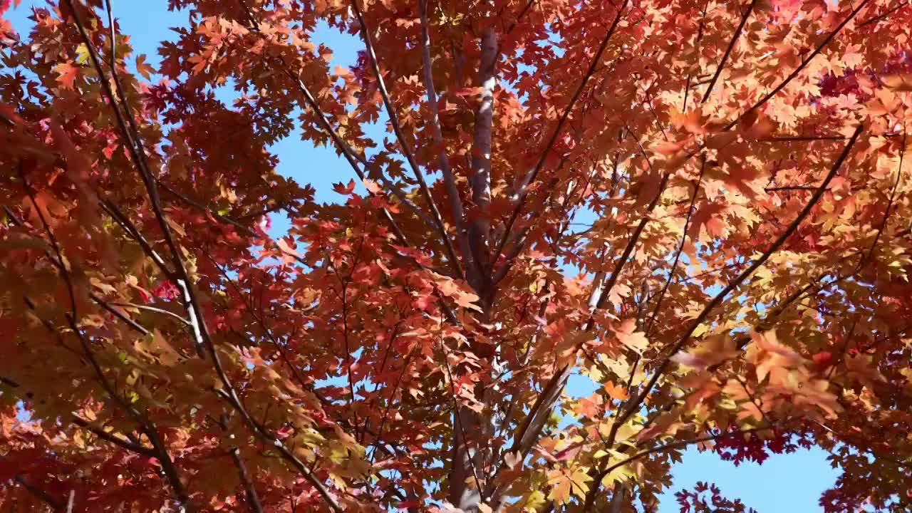 秋天红叶霜降枫叶林立秋秋分重阳节，自然风景天空背景视频素材