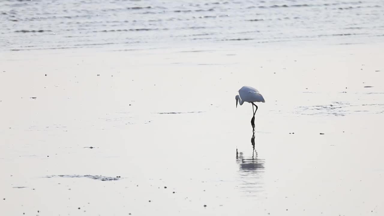 深圳湾的白鹭在休憩觅食升格镜头视频素材