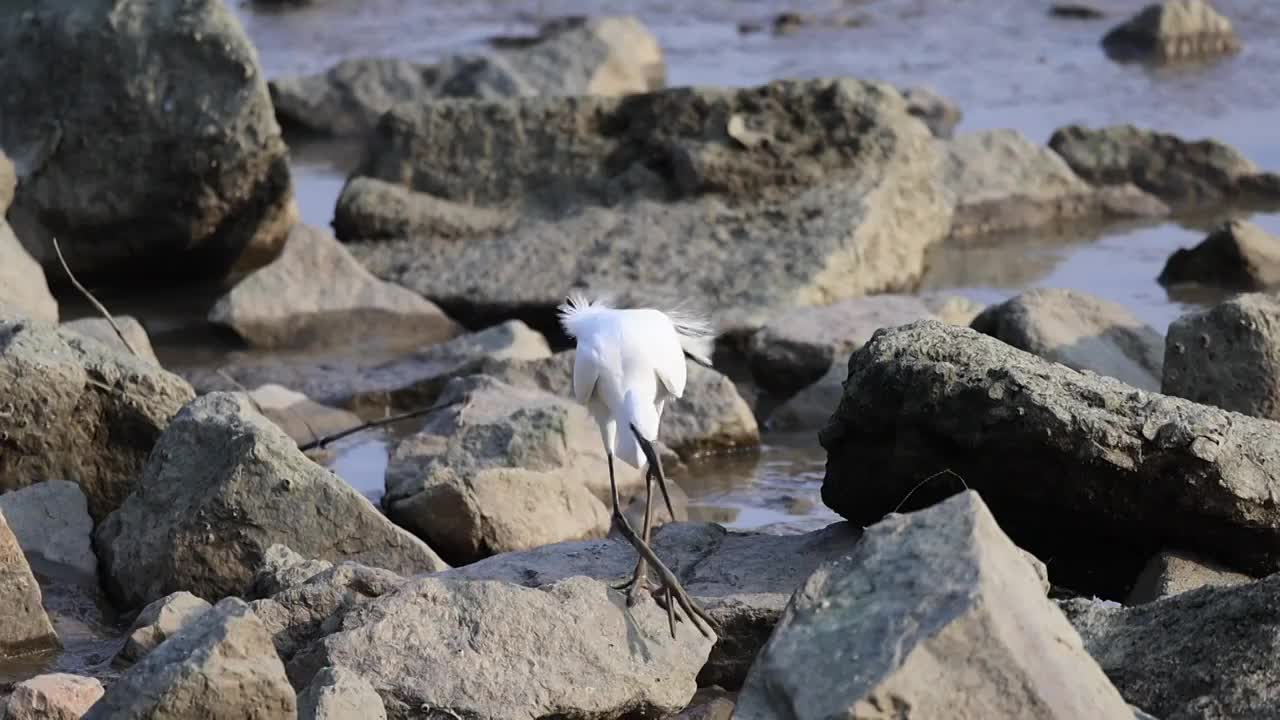 深圳湾的白鹭在休憩觅食升格镜头视频素材