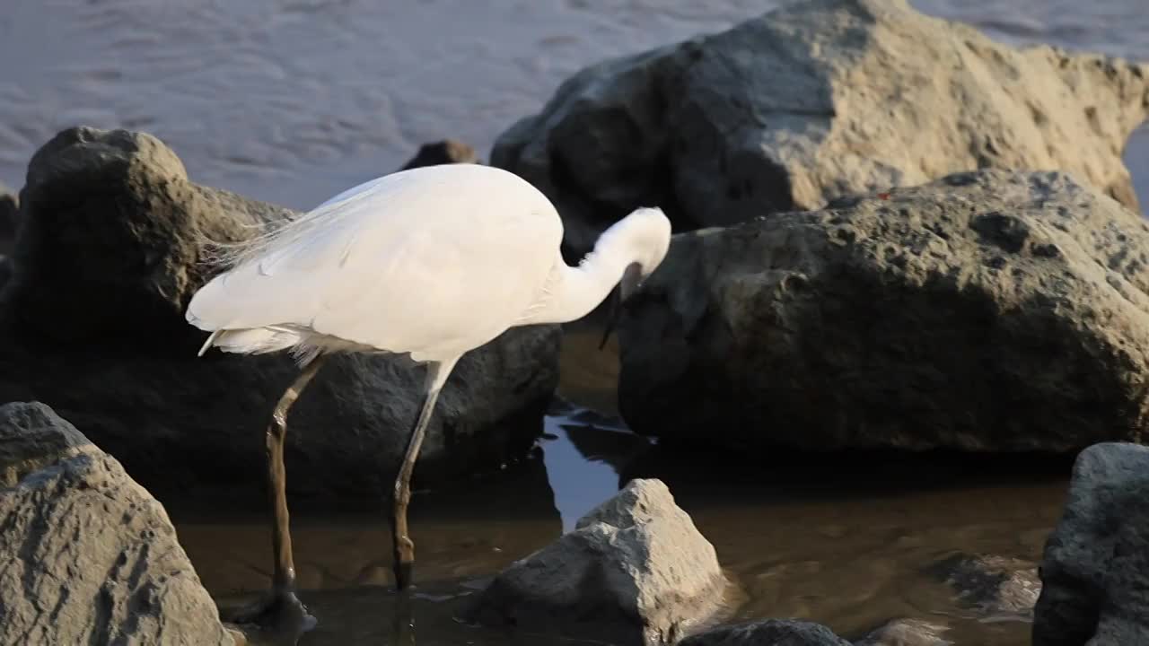 深圳湾的白鹭在休憩觅食升格镜头视频素材