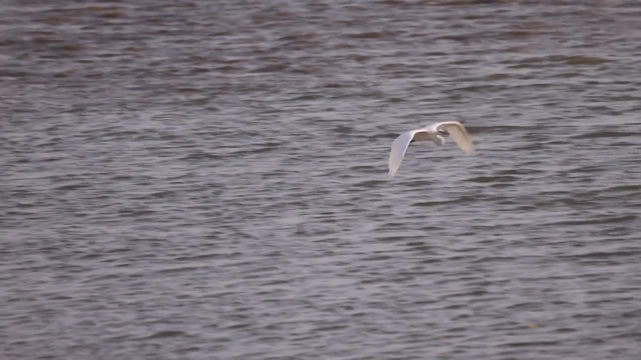 深圳湾的白鹭在休憩觅食升格镜头视频素材