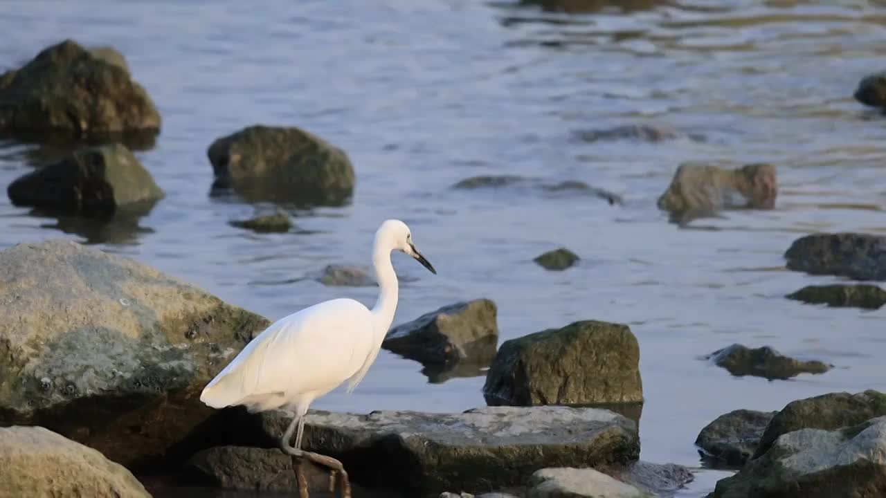 深圳湾的白鹭在休憩觅食升格镜头视频素材