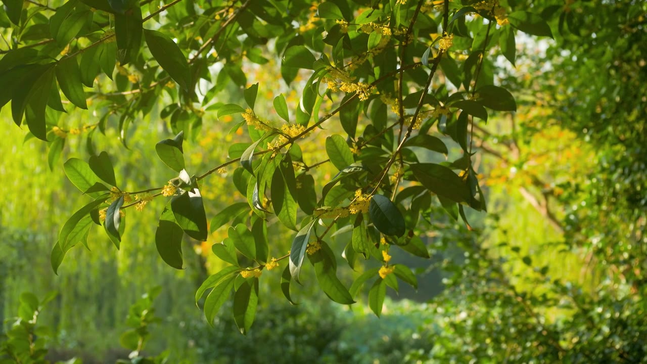 秋日阳光下的桂花花枝视频素材