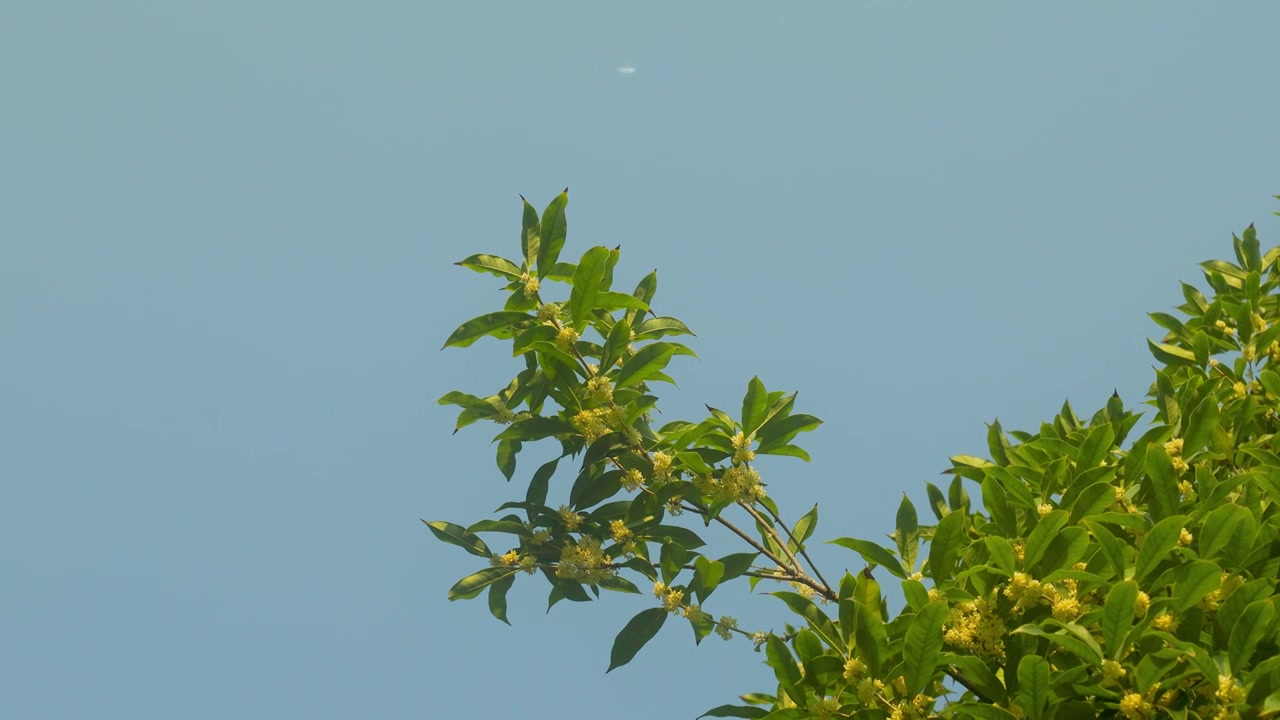 仰望空中一直异常突出的桂花花枝飞机从上空经过视频素材