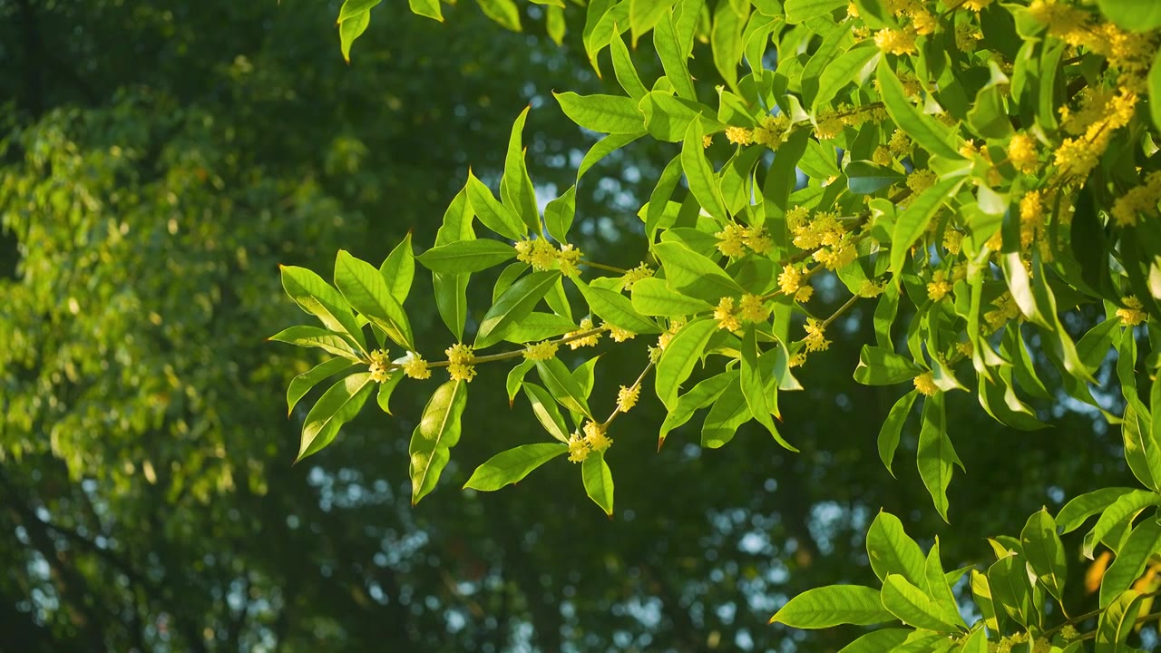 阳光下的桂花花枝叶视频素材