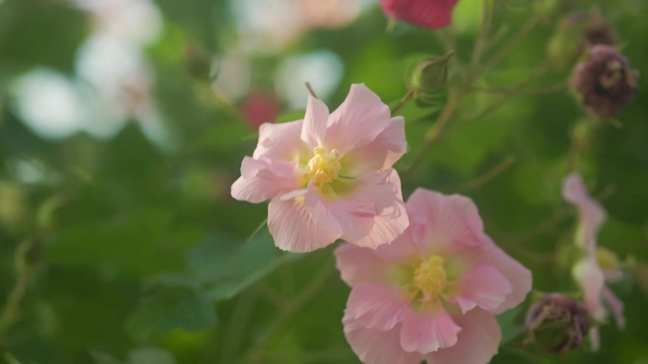 阳光照射风中的木芙蓉花朵视频素材