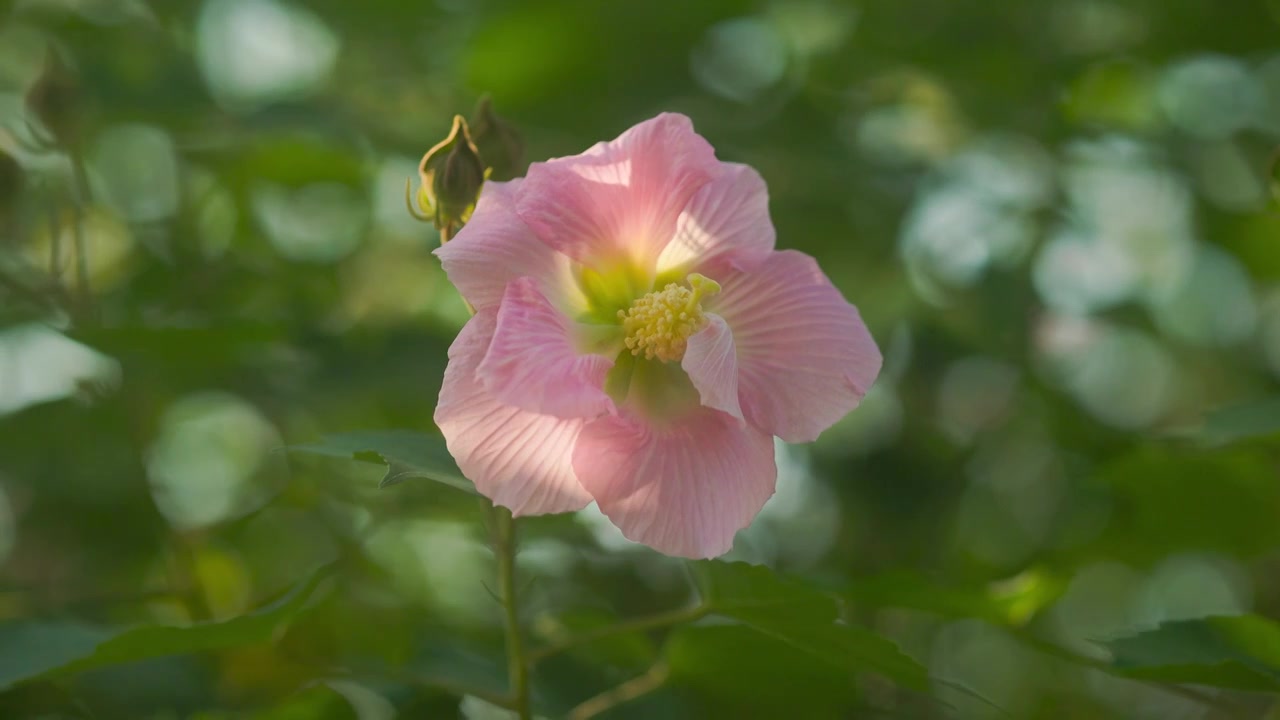 阳光透过木芙蓉花朵的美感视频素材