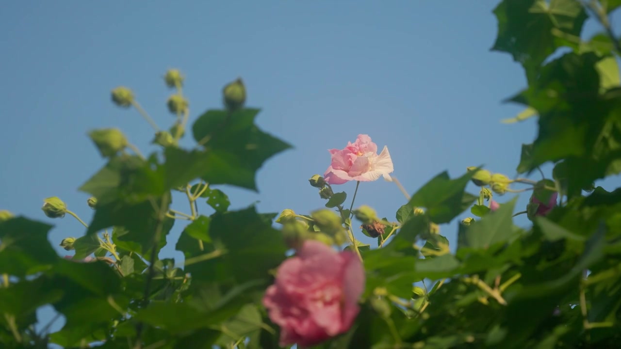 晴朗天空下的木芙蓉花朵视频素材