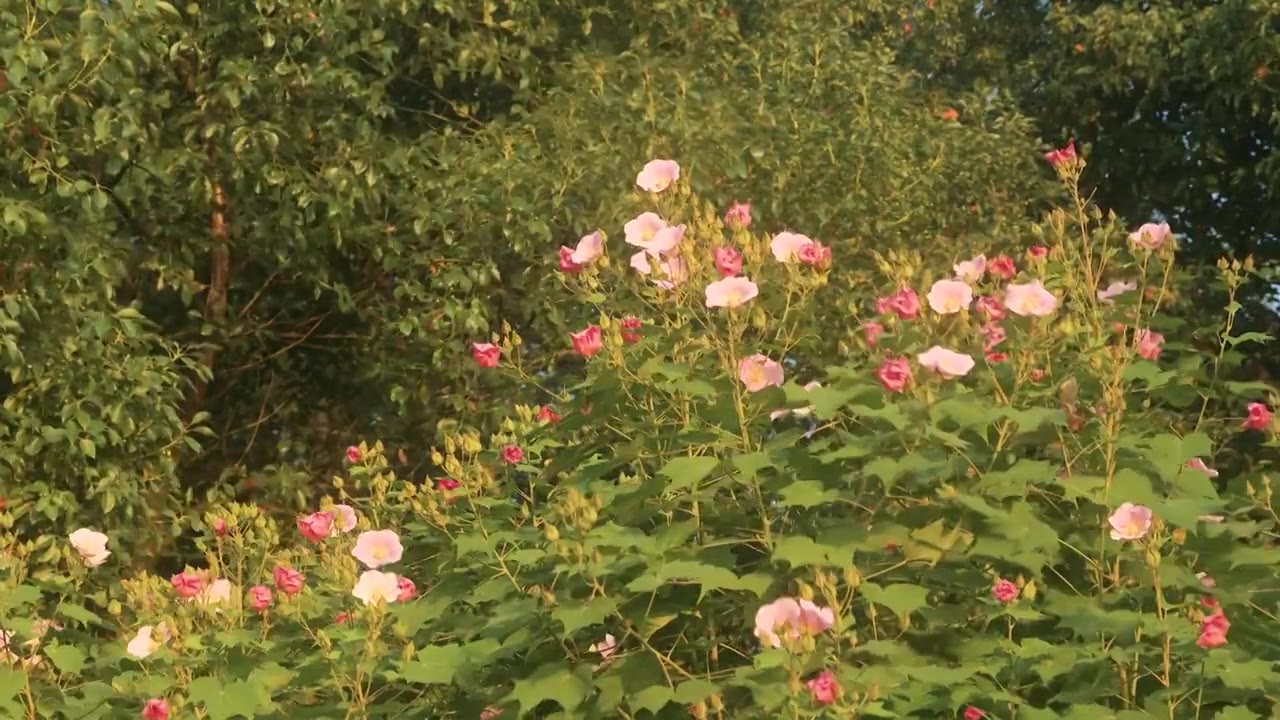 清晨阳光下风吹拂着木芙蓉花枝的优美姿态视频素材