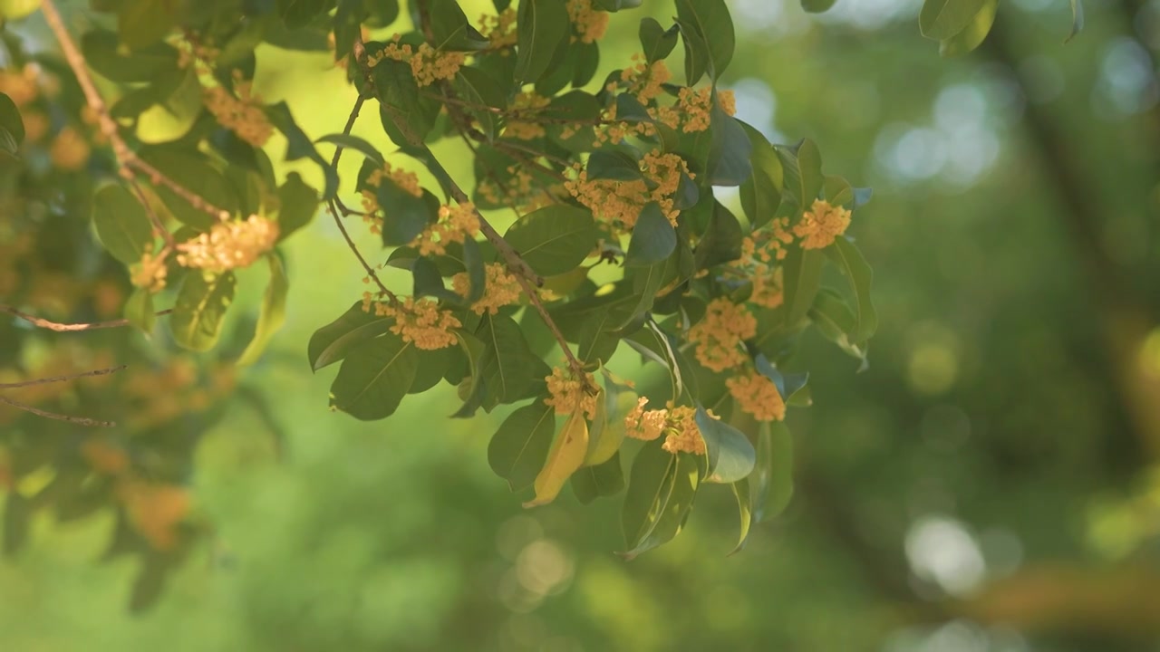 阳光下的桂花花枝特写视频素材