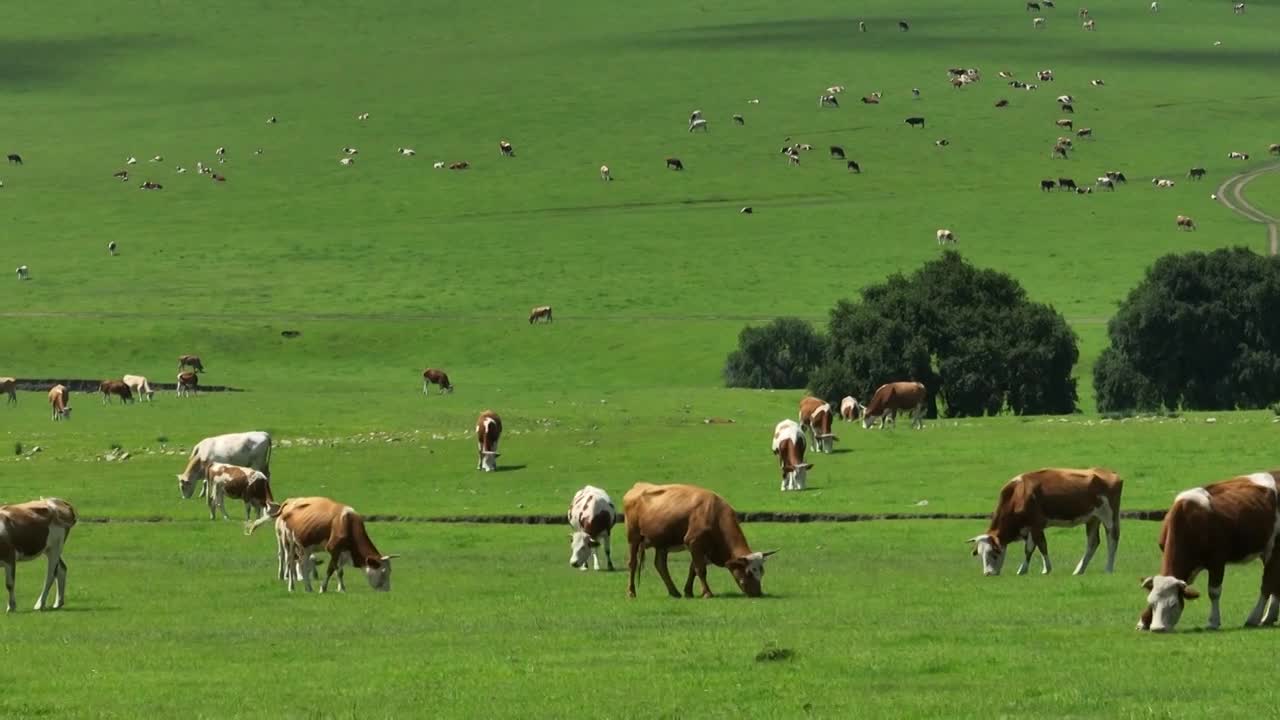 扎鲁特山地草原视频素材